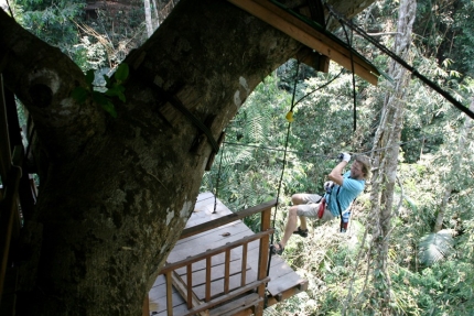 gibbon (43)